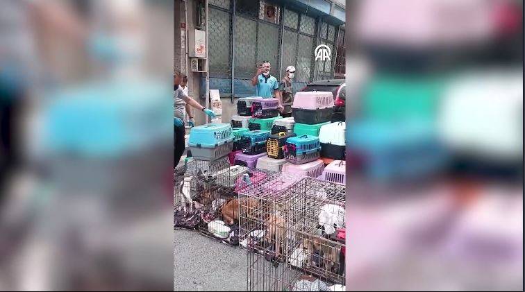 Dükkanda 85 kediyi alıkoydu rekor ceza yedi 6